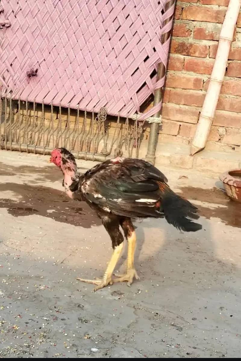 aseel murga patha 1