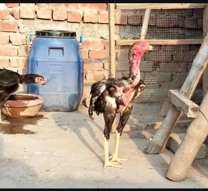aseel murga patha 2