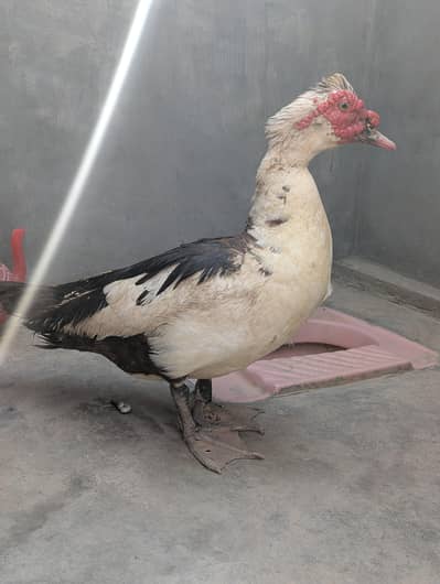 Muscovy duck male