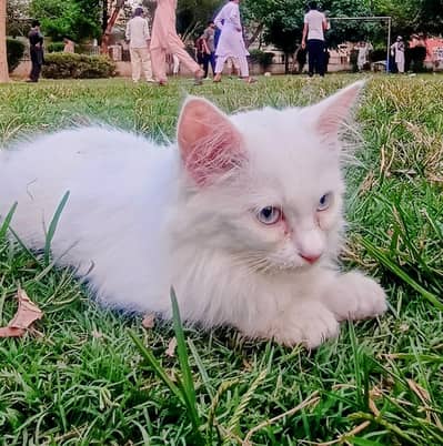 Persian kitten with beautiful grey eyes, vaccinated and deworming