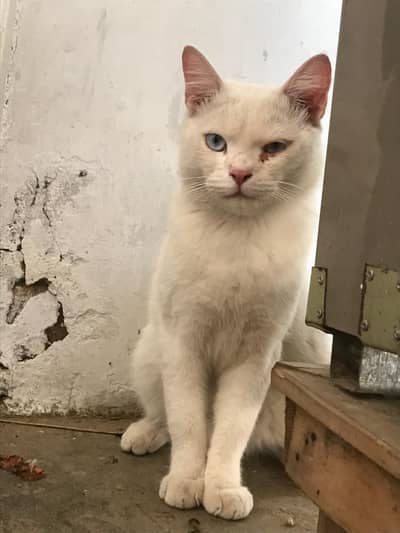 Male persion cat
