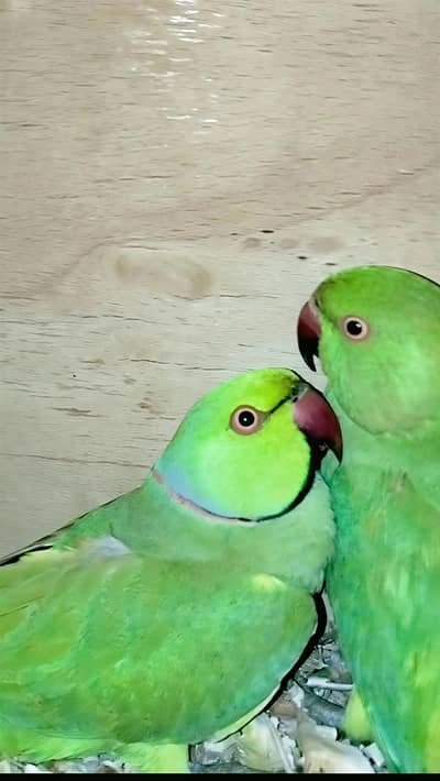 Ringneck breeder Pair for sell