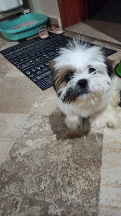 Shitzu puppy for sale