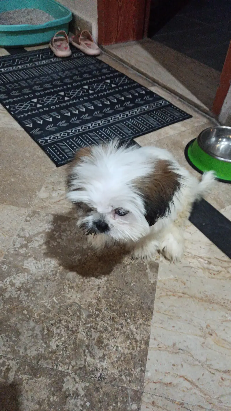 Shitzu male puppy for sale — photo 2