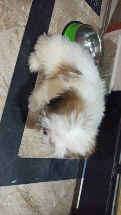 Shitzu male puppy for sale