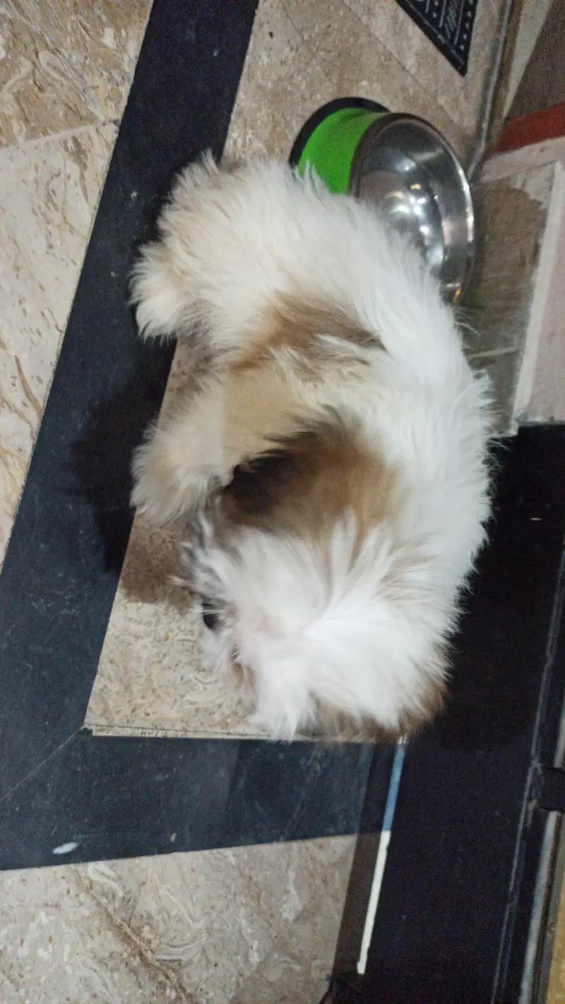 Shitzu male puppy for sale — photo 3