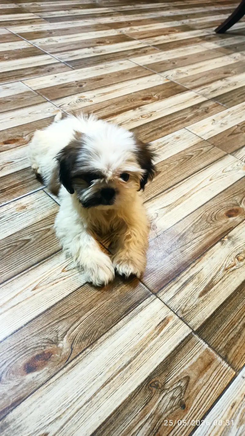Shitzu male puppy for sale — photo 4
