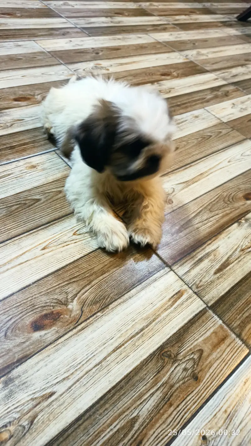Shitzu male puppy for sale — photo 5
