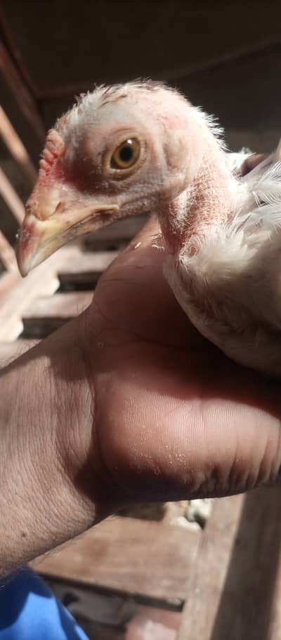Desi murgi chicks pair