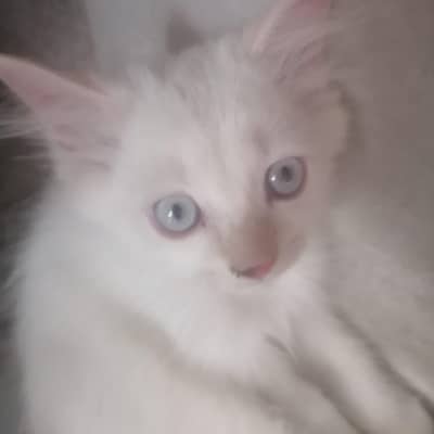 persian white cat coloured eyes
