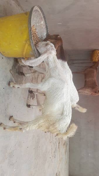 Rajanpuri Cross Bakri With 2 Female Kid's