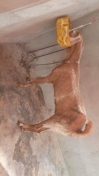 Rajanpuri Cross Bakri