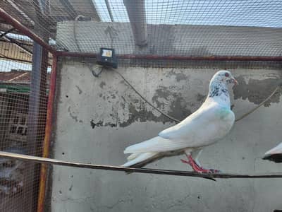Pigeons for sale. 03266966686