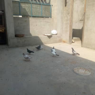 high quality pigeon