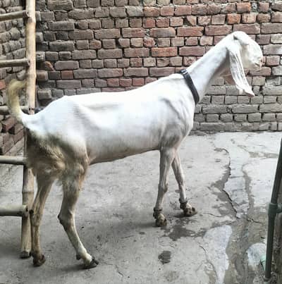 Rajan pure ki bakri