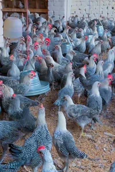 Fayoumi hens | Egyptian Fayoumi | patha | pathi | eggs | misri murghi