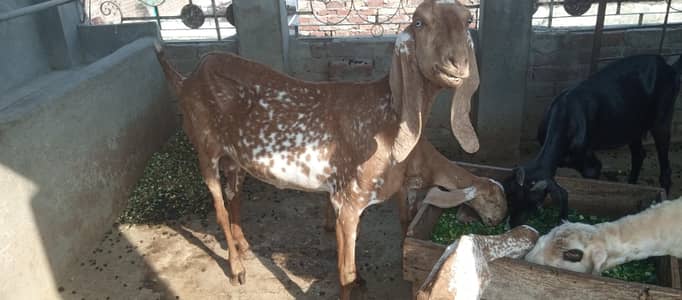 bakari or 2 bachay or mundri sheep