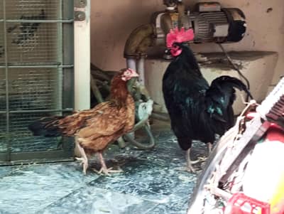 Hens ( Eggs Lay kr Rahe Hain)