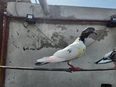 Pigeons for sale.