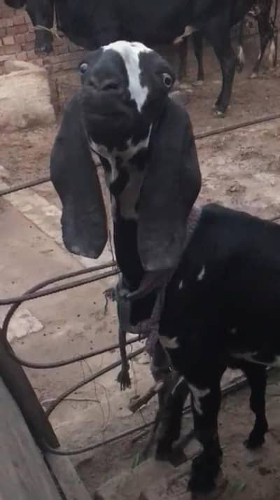 lailpuri cross bakri dodh wali