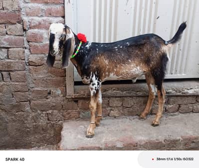 Qurbani 2027 03194596708