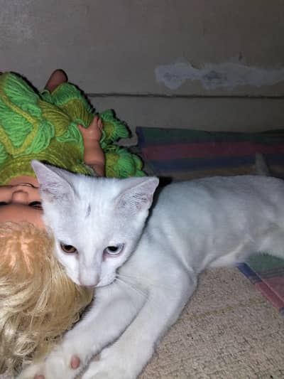 2  normal cats