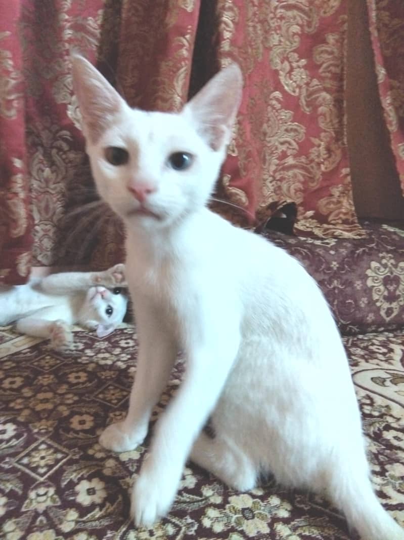 2  normal cats 2