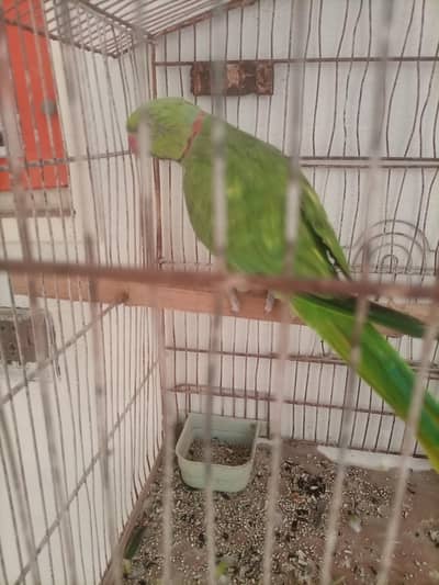 talking ringneck