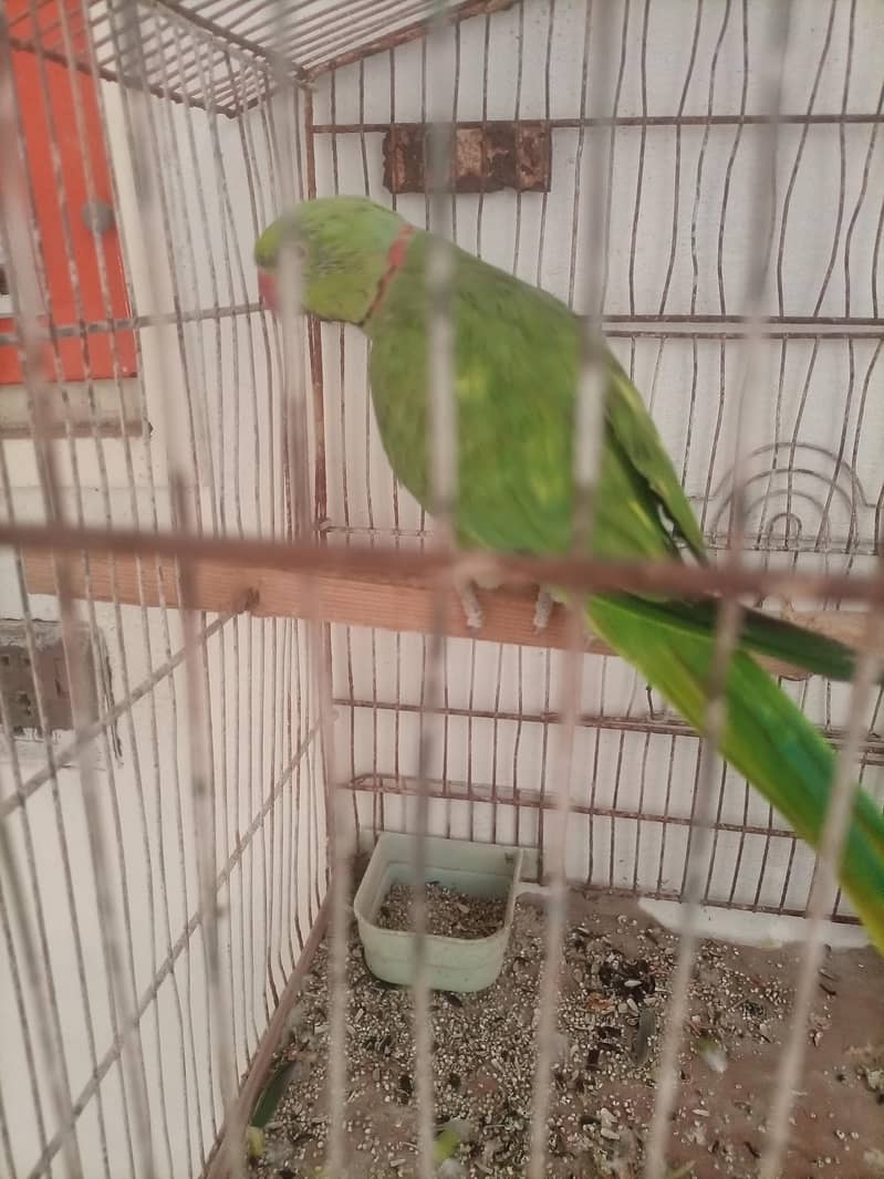talking ringneck 0