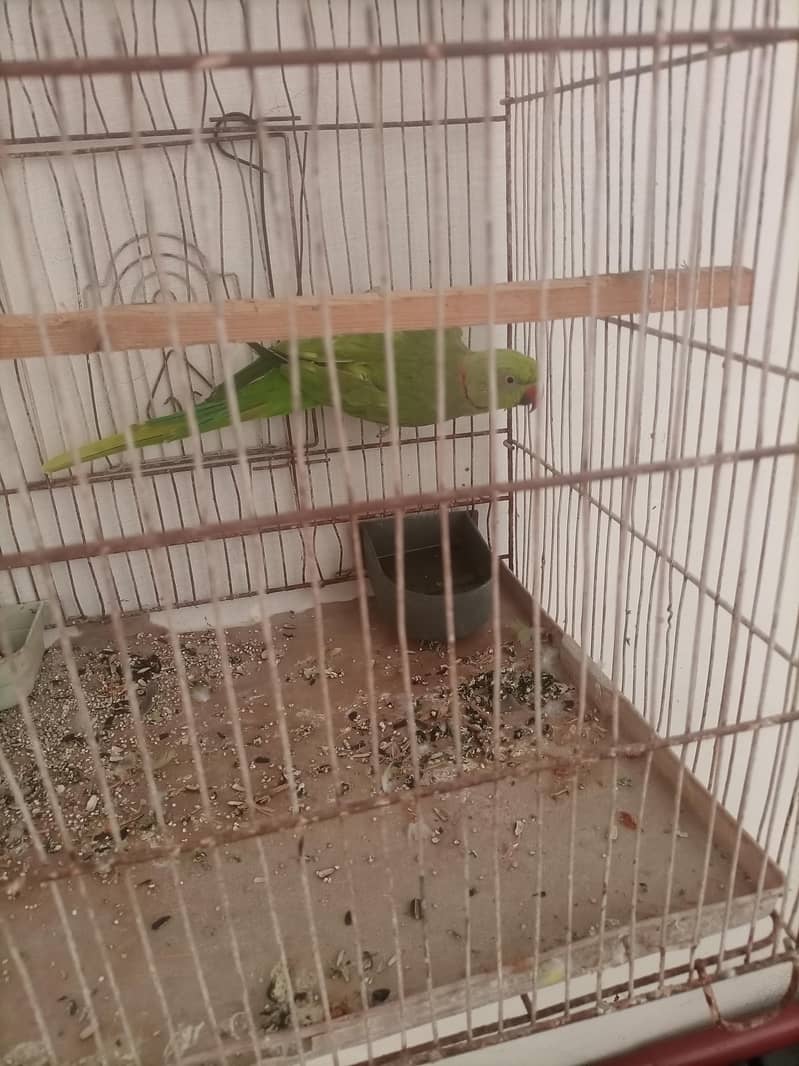 talking ringneck 1