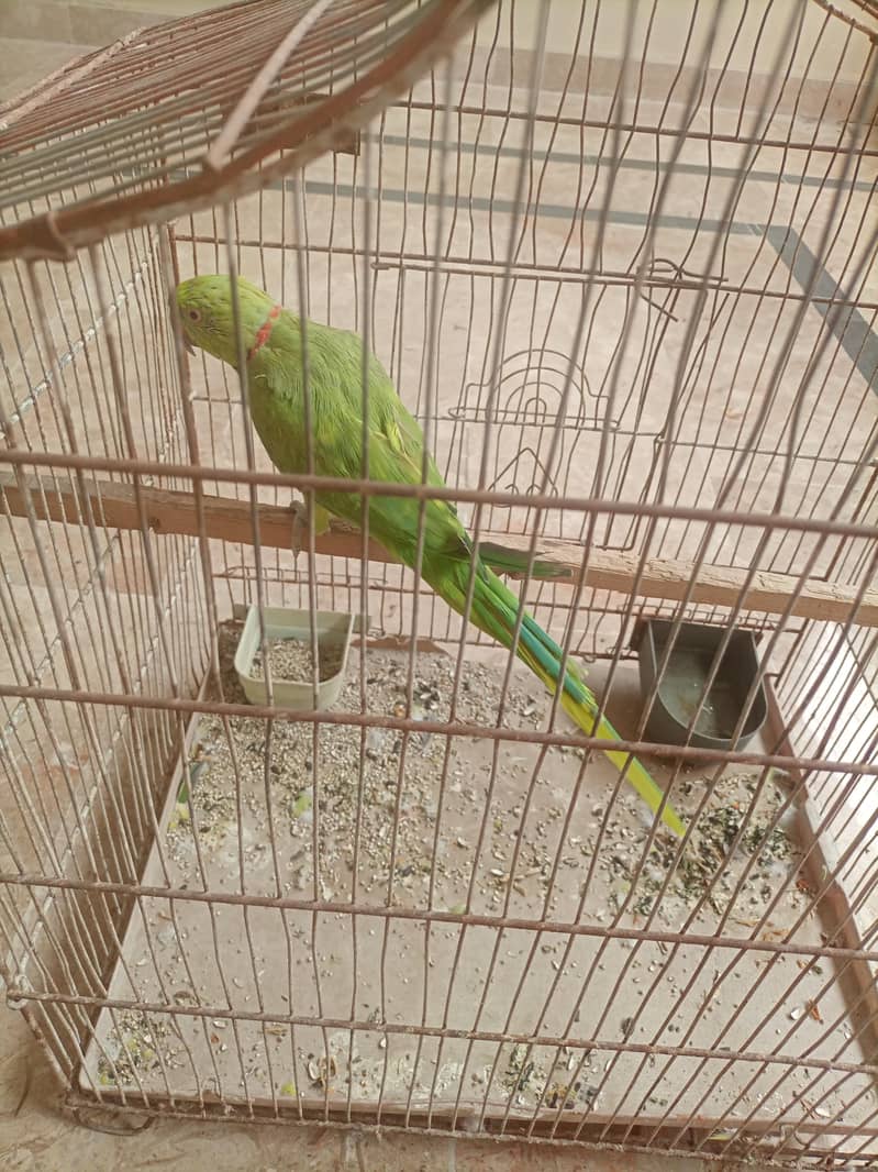 talking ringneck 2