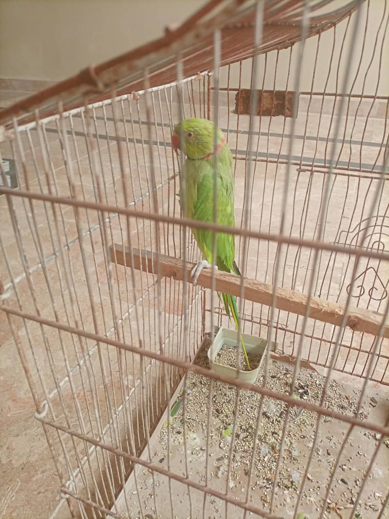 talking ringneck 3