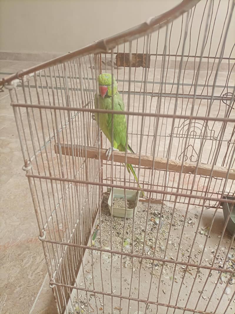 talking ringneck 4