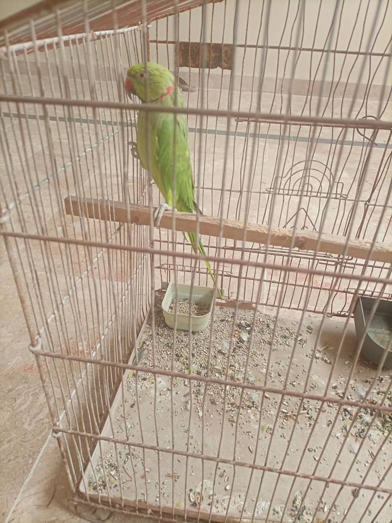 talking ringneck 5