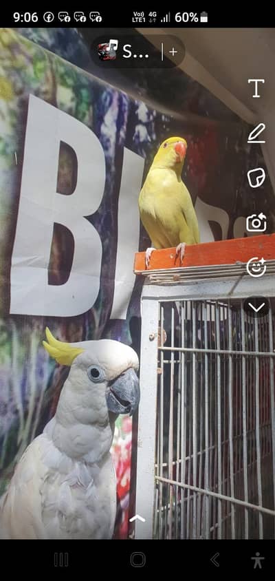 cockatoo . african gray parrot. yellow ringnik .  Yellow Bip Lori