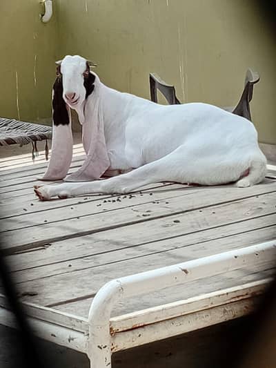 gulabi ablak bakri