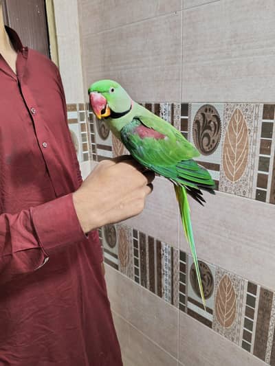 hand tame and talking raw parrot healthy contact number 03174373497