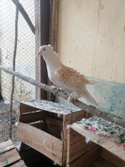 frill breeder male for sale