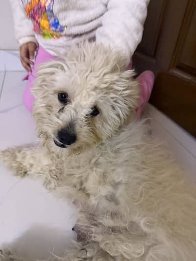 Coton de toulier