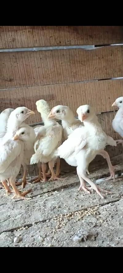 Pure Herra Aseel chick  03056471741 WhatsApp
