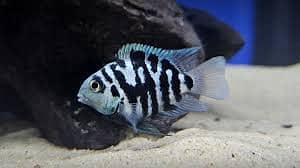 Blue Polar Parrot fish