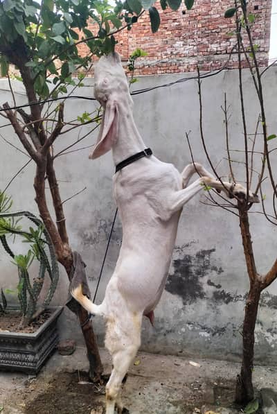 Rajan pur bakri
