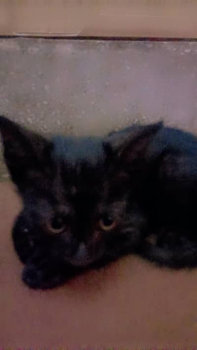 bombay cats Mother with 4 babies