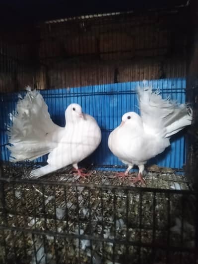 English fantail breader pair for sale white colour