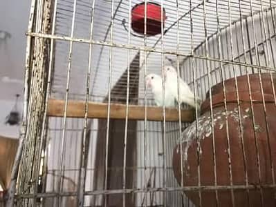 love bird breeder pair