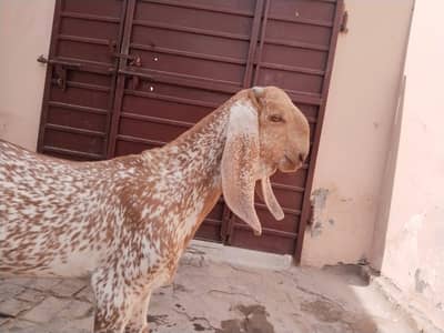 desi Bakra for Sale Mashallah Call 03405796364