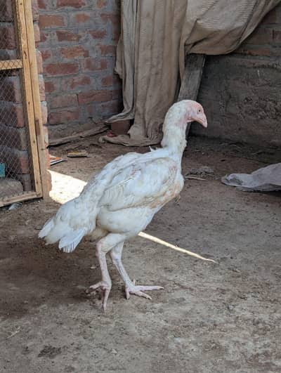 female white madi
