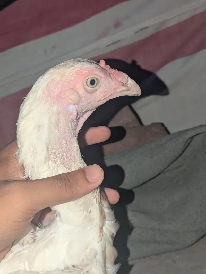 female white madi — photo 2