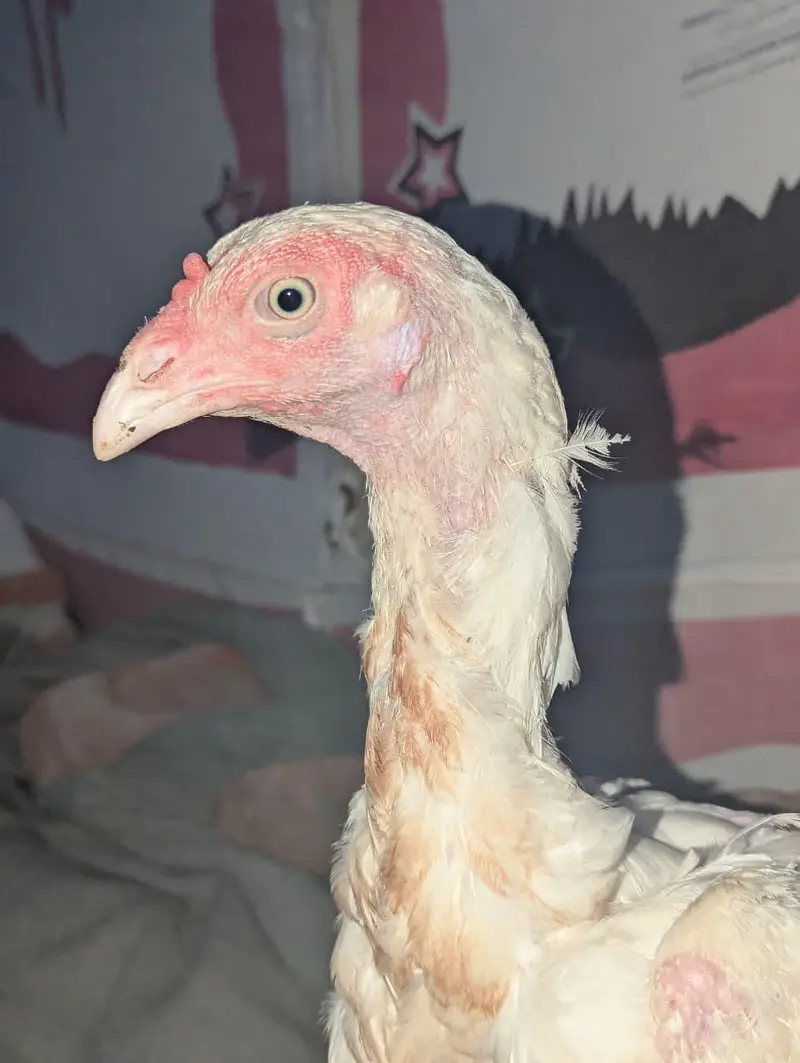 female white madi — photo 3