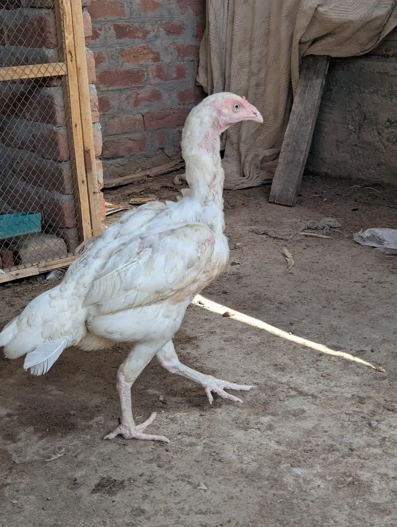 female white madi — photo 6